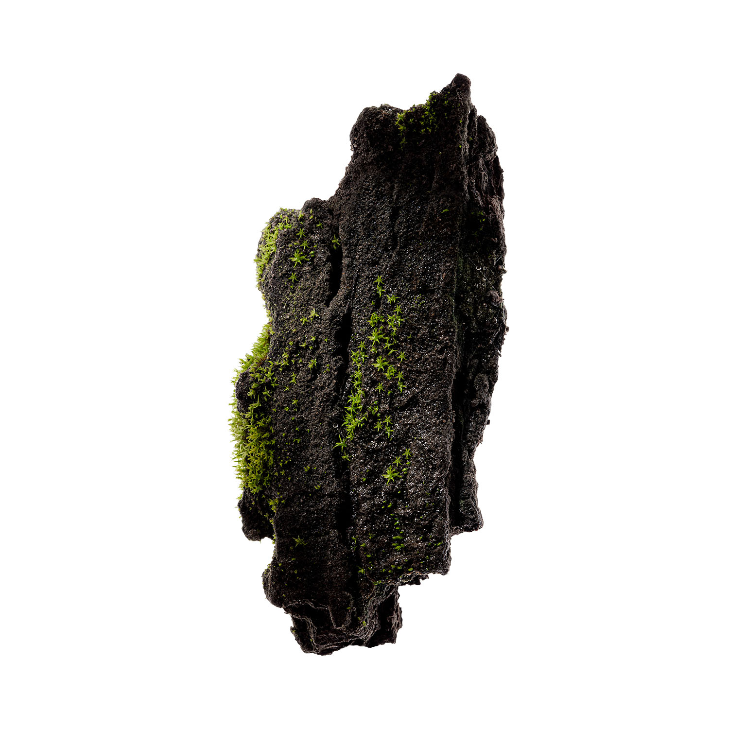 CORPUS - Deodorant Spray - Cedar Flora