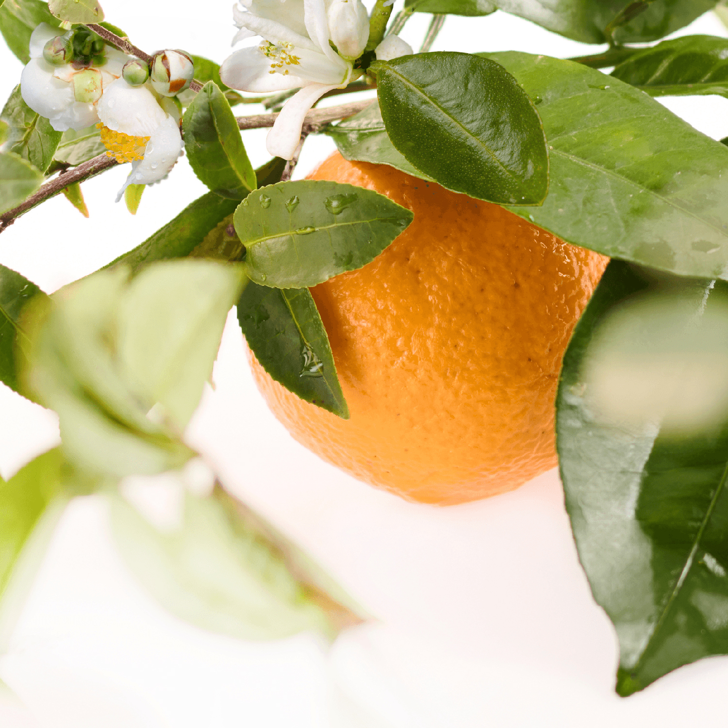 Acca Kappa - Mandarin & Green Tea - Eau de Parfum
