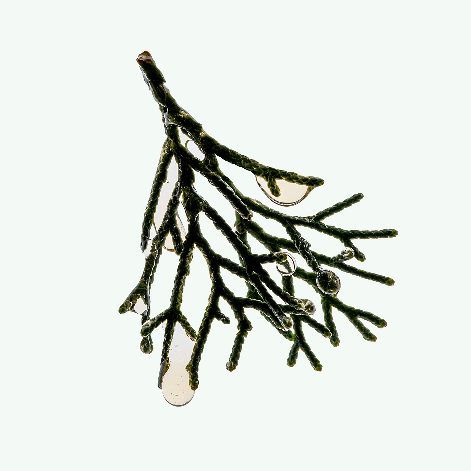CORPUS - Shampoo - Cypress