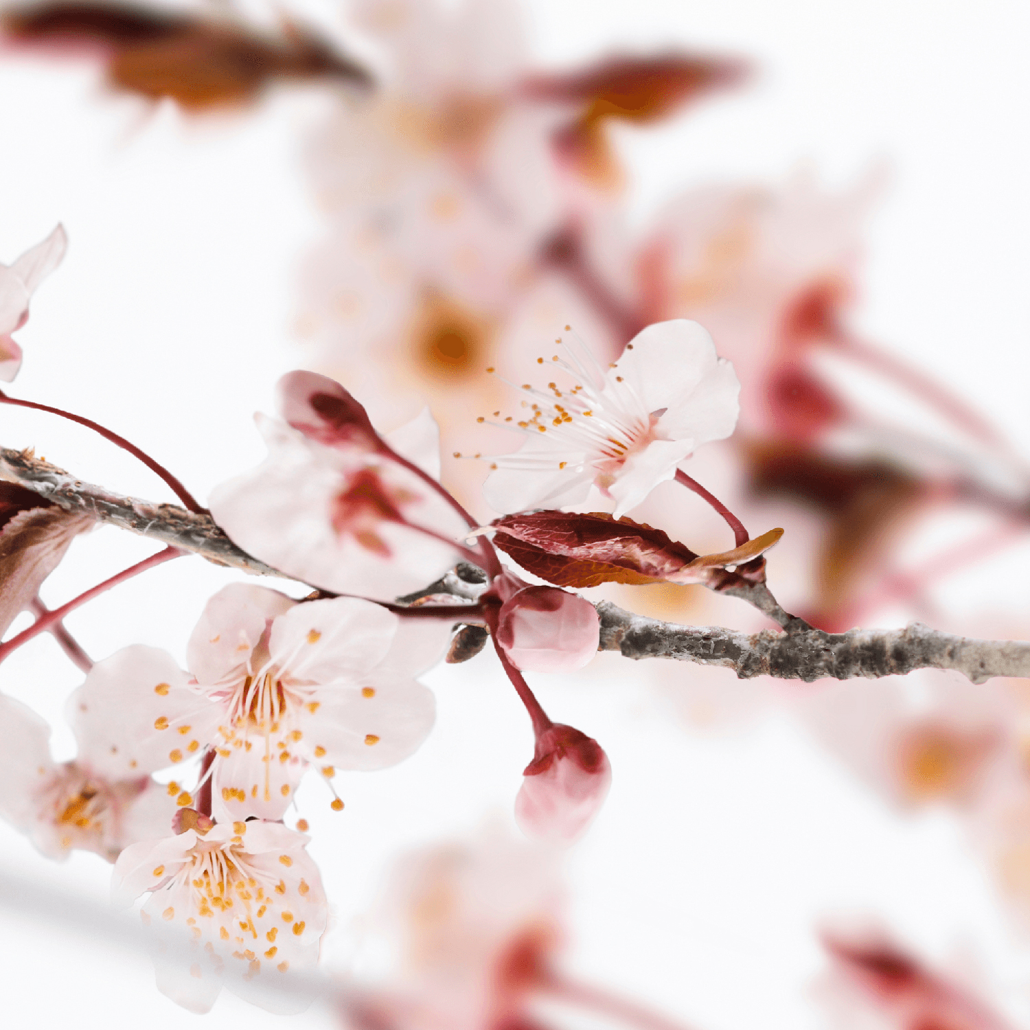 Acca Kappa - Sakura Tokyo - Eau de Parfum