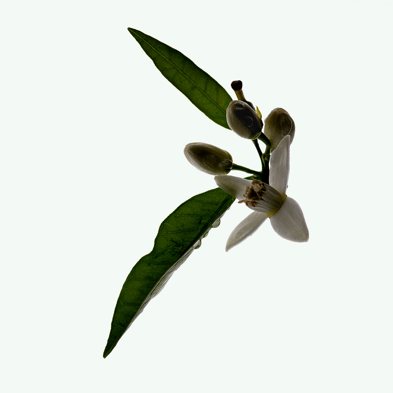 CORPUS - Deodorant Stick - Neroli